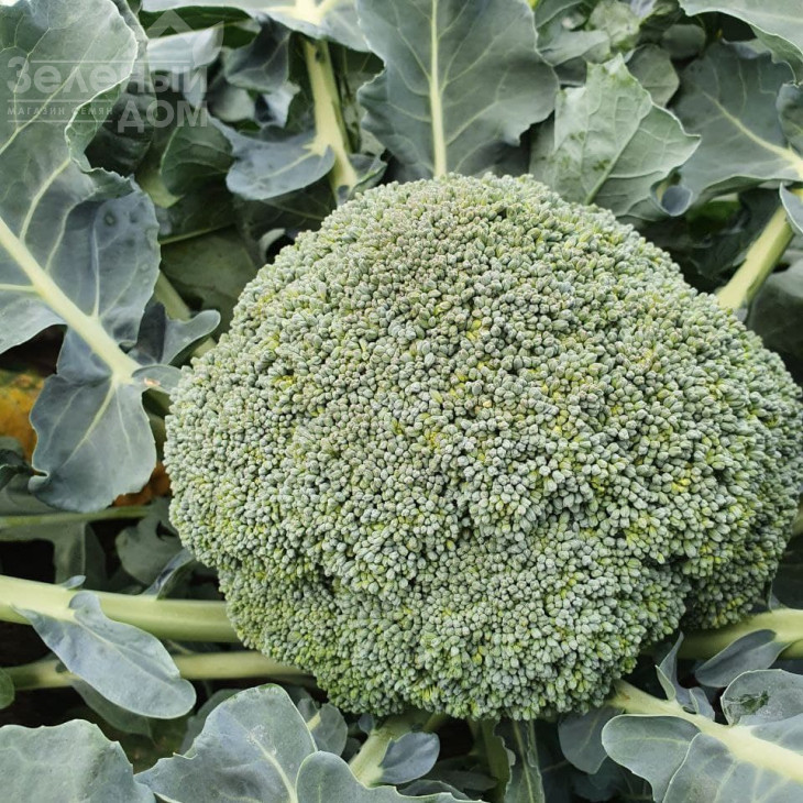 Ахілес F1 / Akhiles F1,55-65 днів фото 1