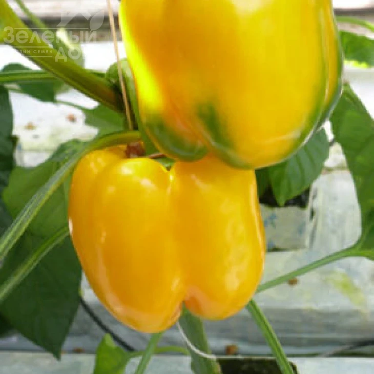 Виват F1 / Vivat F1,75 дней фото 2