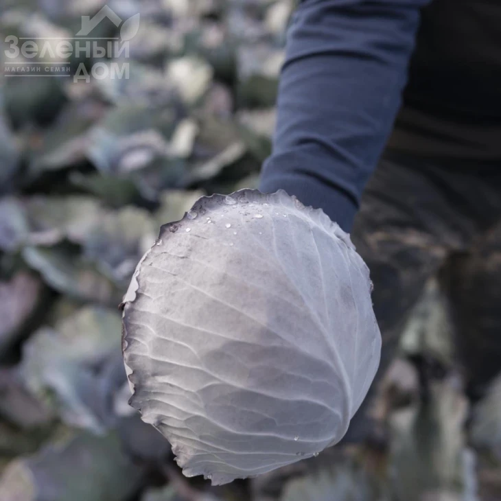 Климаро F1 / Klimaro F1,120 дней фото 2