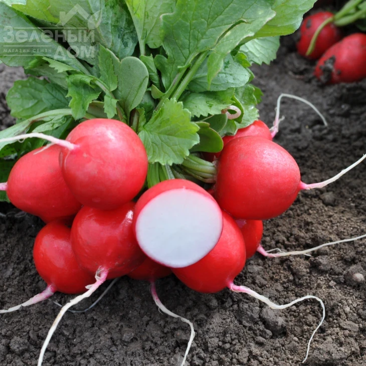 Лаурелла F1 / Laurella F1, 23-25 дней фото 2