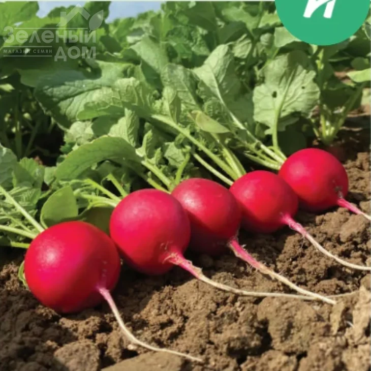 Пепито F1 / Pepito F1, 22-25 дней фото 1