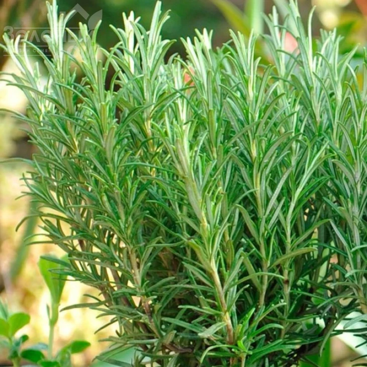 Розмарин / Rozmarin фото 2