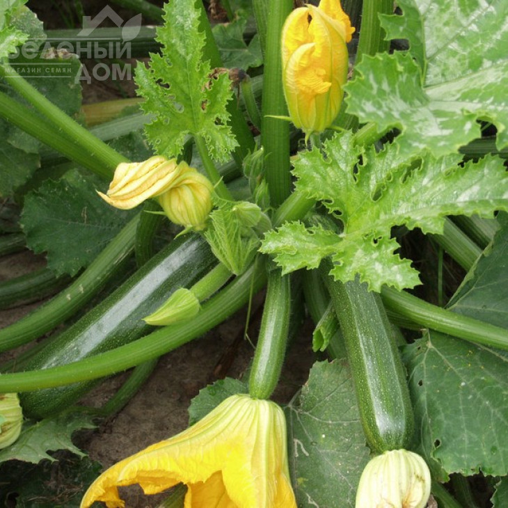 Кора F1 / Kora F1,40-42 дні фото 3