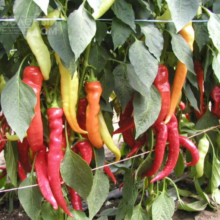 Палівець / Palivec,60-70 днів фото 1