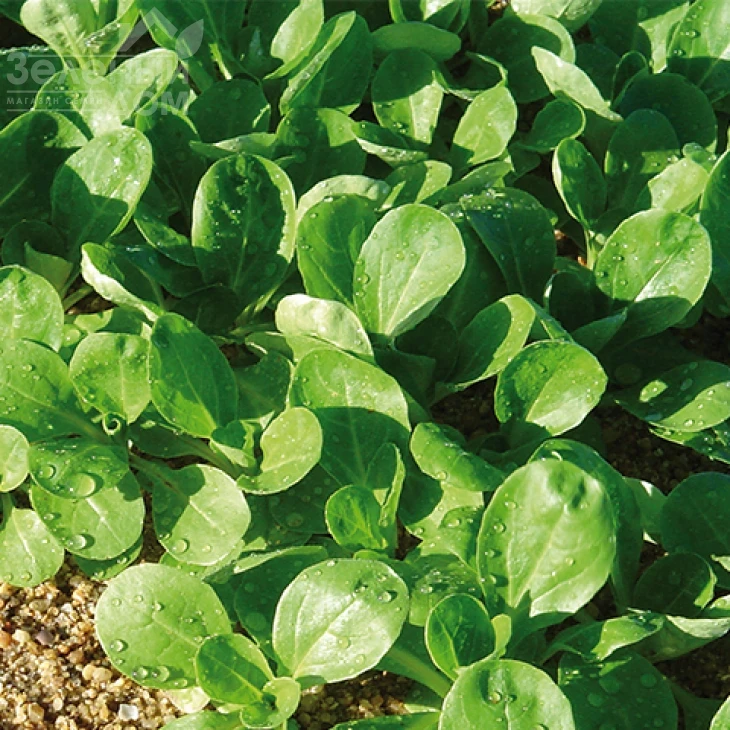 Акцент / Accent фото 2