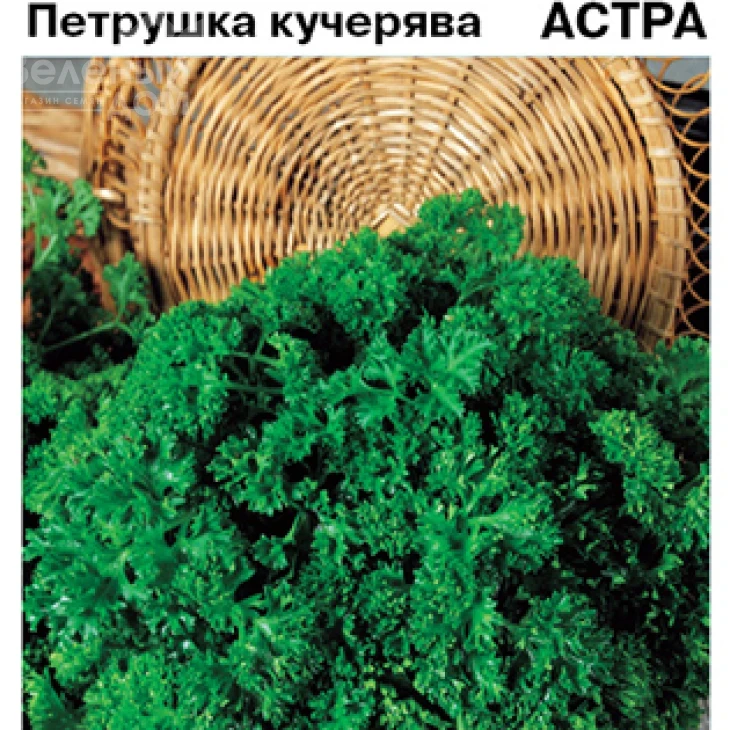 Астра / Astra фото 1