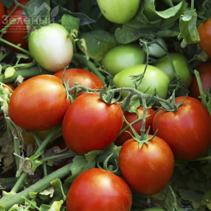 Намиб F1 / Namib F1,55-60 дней фото 3