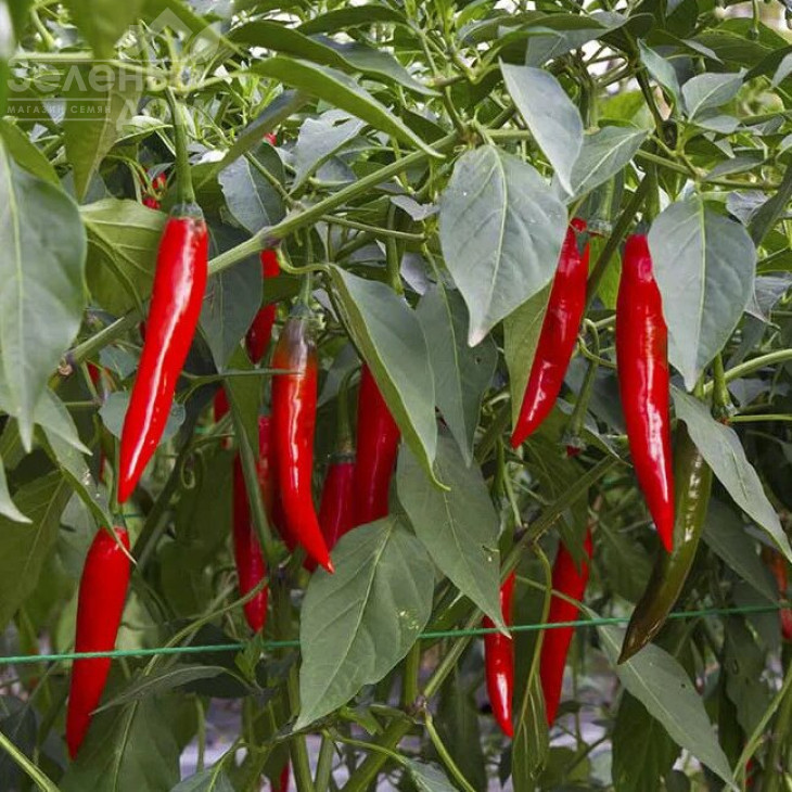 Ред Девіл F1 / Red Devil F1,65-70 днів фото 1