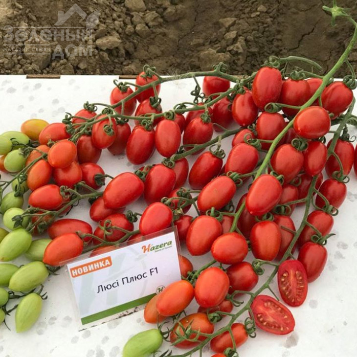 Люсі Плюс F1 / Luci Plus F1,95-100 днів фото 3