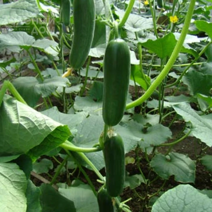 Фонтина F1 / Fontina F1,45-50 дней фото 1