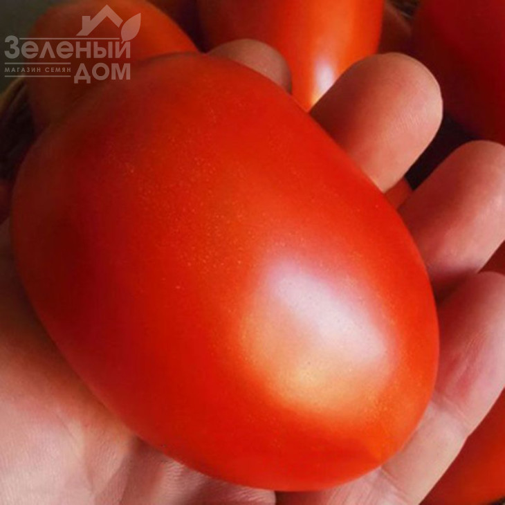 Сімон (INX 3001) F1 / Simon (INX 3001) F1,120 днів фото 1