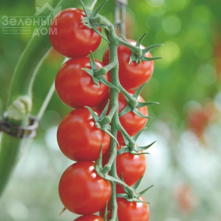 Сакура F1 / Sakura F1 фото 1
