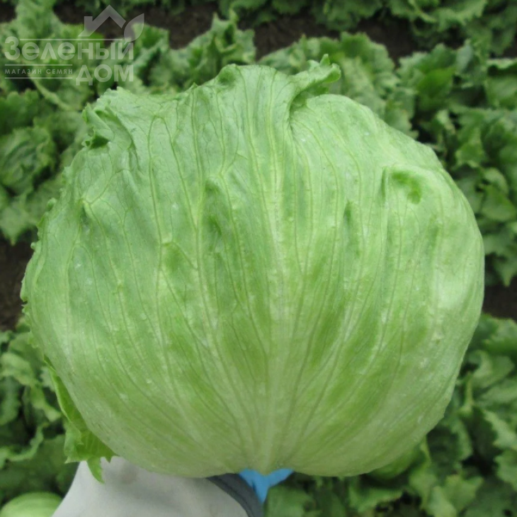 Куала F1 / Kuala F1,75-80 днів фото 1