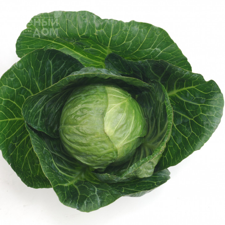 Аннеліза F1 / Annelisa F1,65-70 днів фото 1