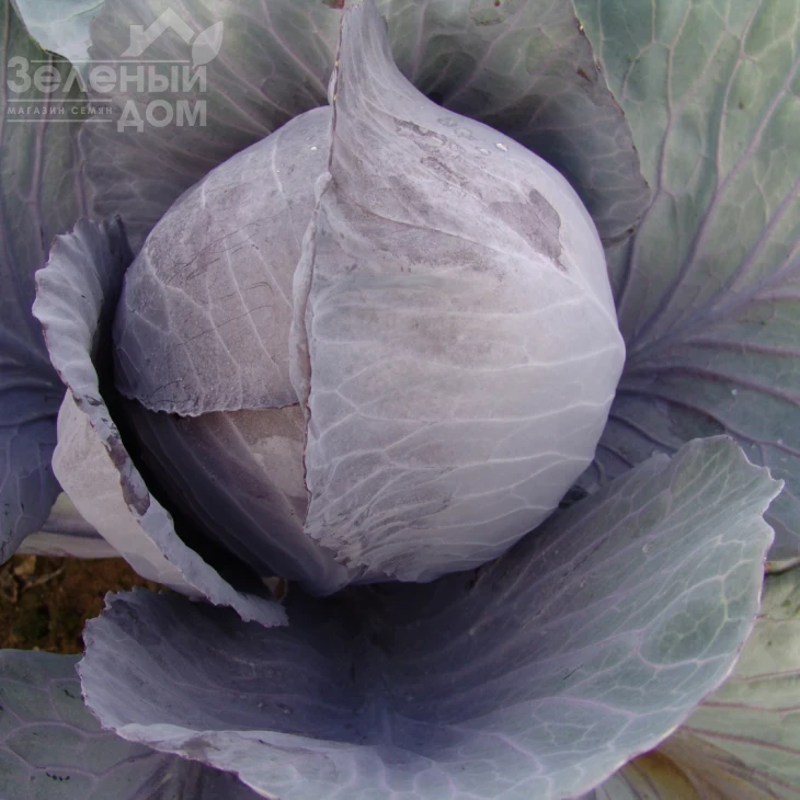 Руфус / Rufus фото 1