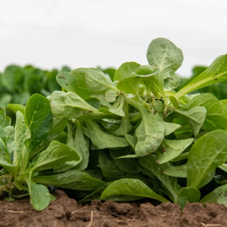 Бонвита / Bonvita фото 1