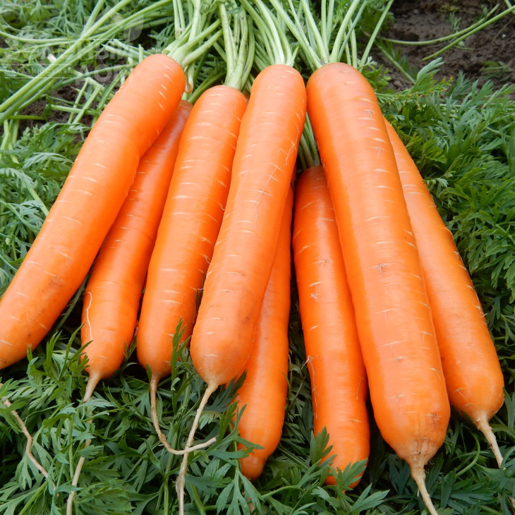 Альянс F1 / Alliance F1 фото 1