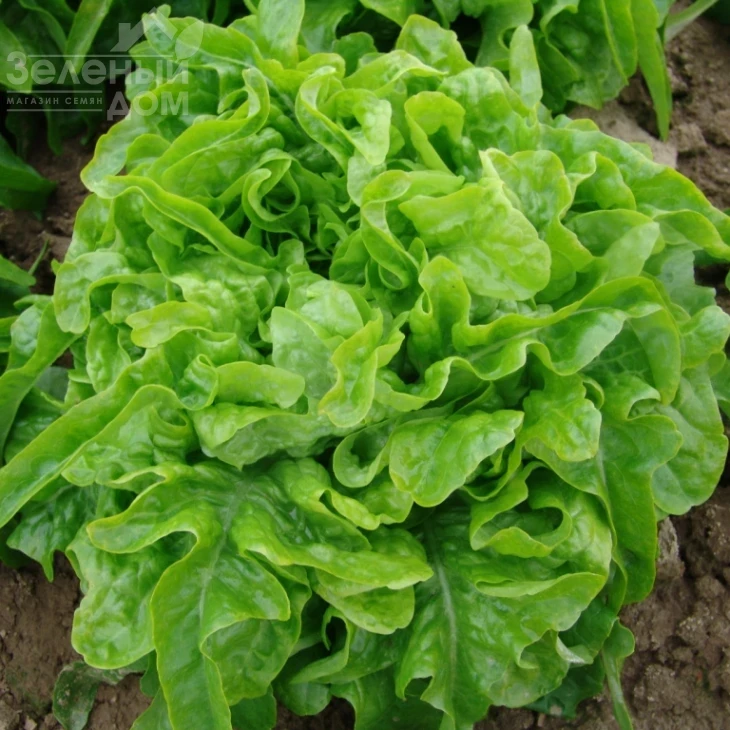 Дубачек / Dubachek,50-55 дней фото 1