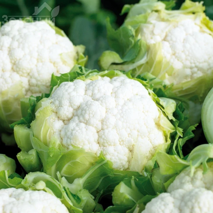 Синерджи F1 / Synergy F1,70-75 дней фото 1