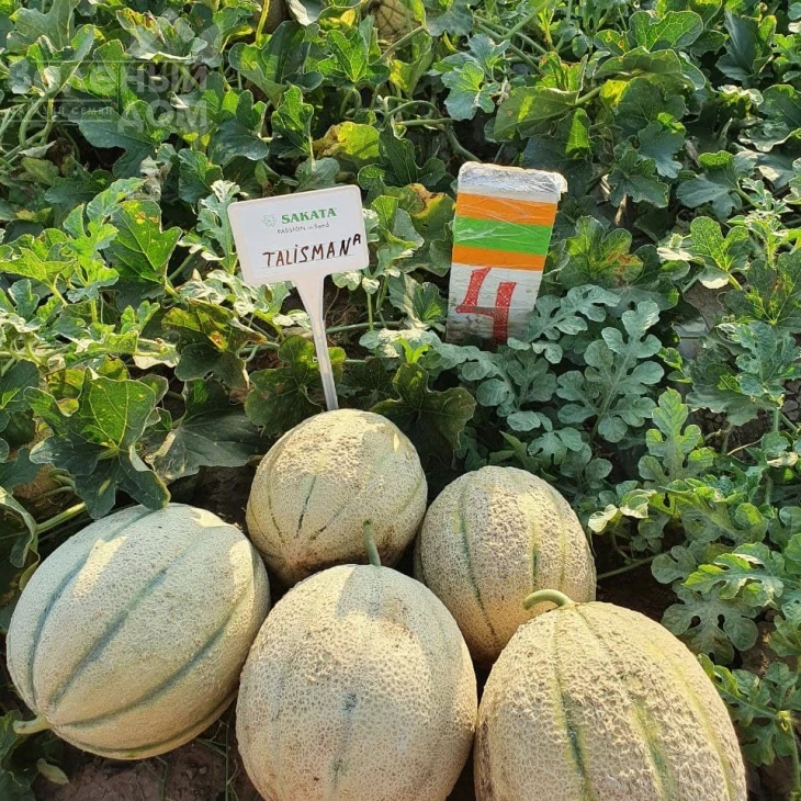 Талисман F1 / Talisman F1 фото 1