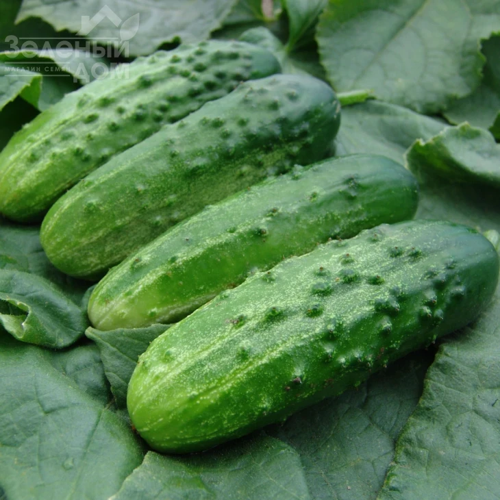 Алтай F1 / Altaj F1 фото 1