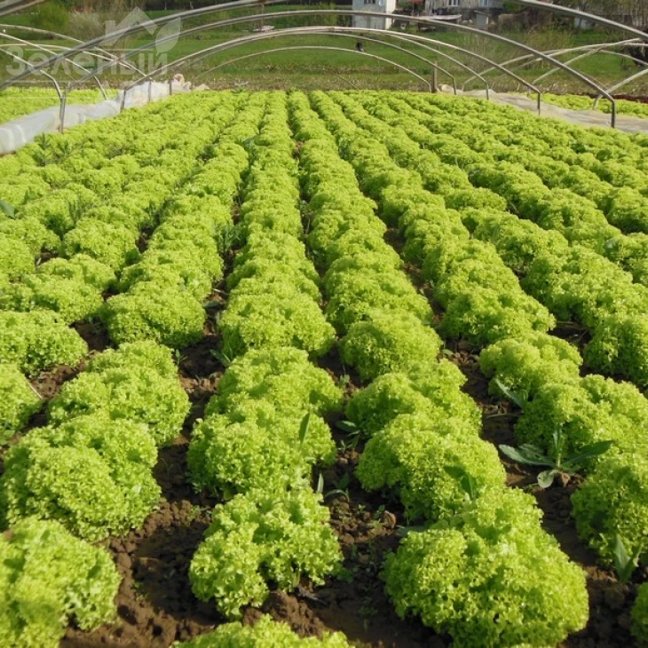 Эстроза / Estrosa фото 2