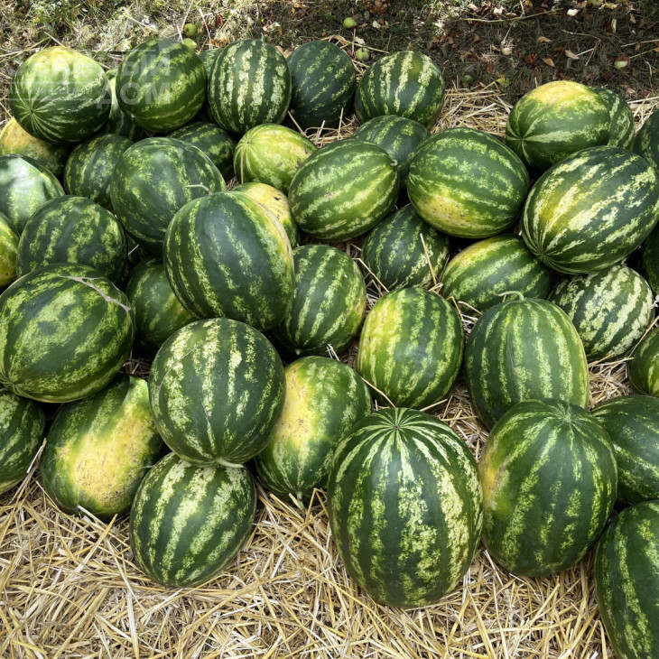 Цитадель F1 / Citadel F1, 70-75 днів фото 2