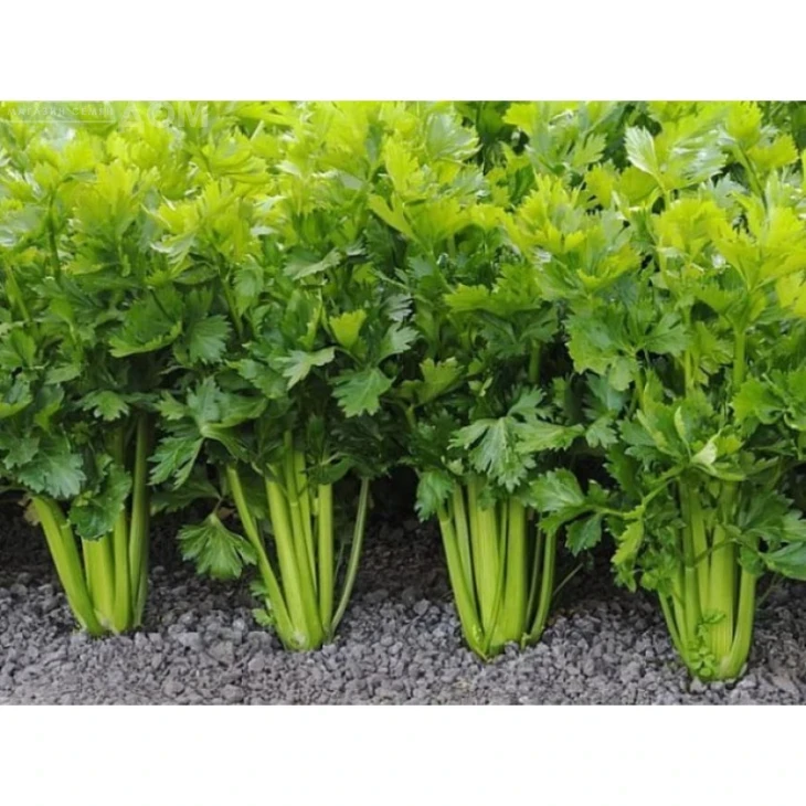 Стетхем / Stetham фото 1