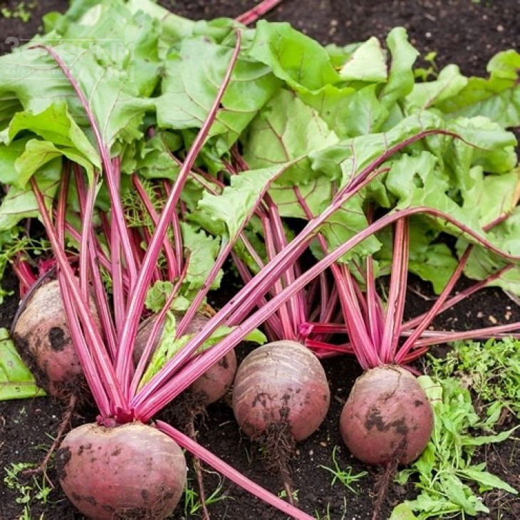 Бетіна / Betina,120 днів фото 2