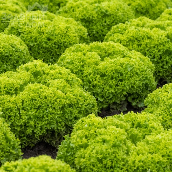 Лимасол / Limassol фото 1