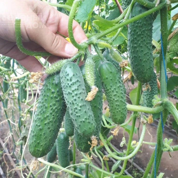 Мадрилен F1 / Madrilene F1, 40–42 дня фото 4