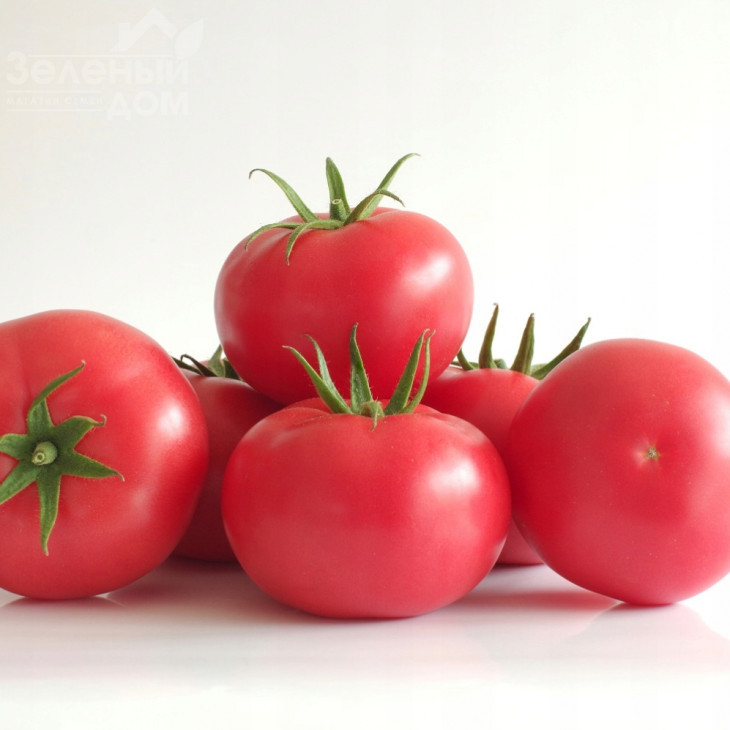 Маністелла F1 (3626) / Manistella F1 (3626) фото 1