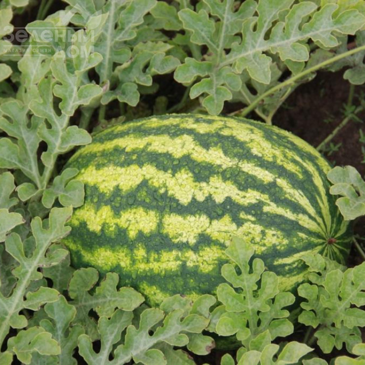 ЛС 1810 F1 / LS 1810 F1 фото 1