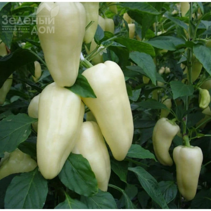 Диментио F1 / Dimentio F1,58-63 дня фото 2