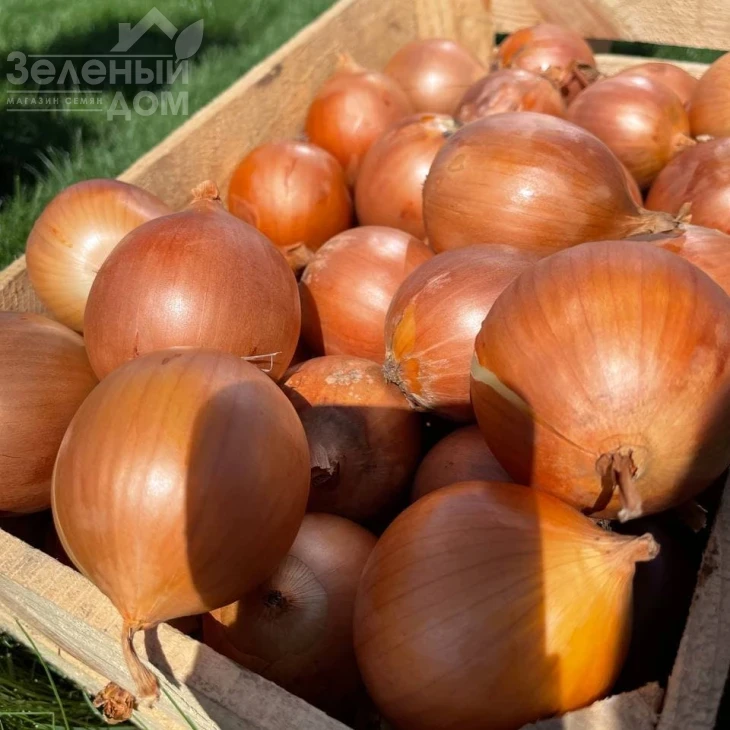 Камперо F1 / Campero F1,100-105 дней фото 4