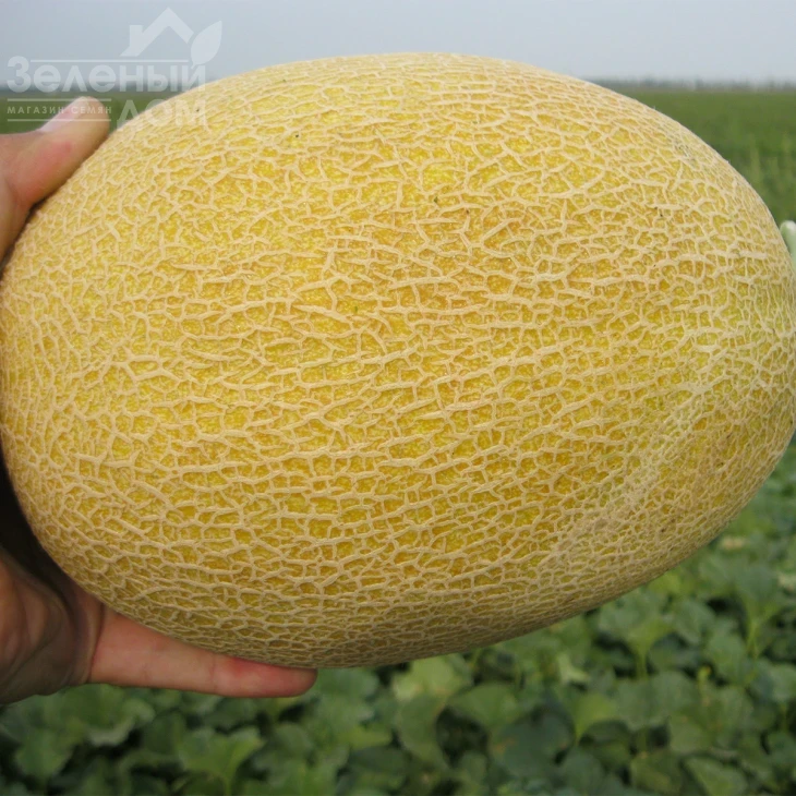 Кредо F1 / Kredo F1,65 дней фото 3