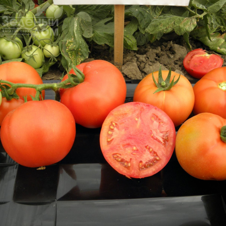 Арнольд (INX 1577) F1 / Arnold (INX 1577) F1,95-100 днів фото 1