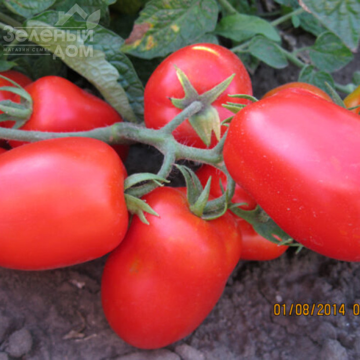 3402 F1 / 3402 F1,110 днів фото 5