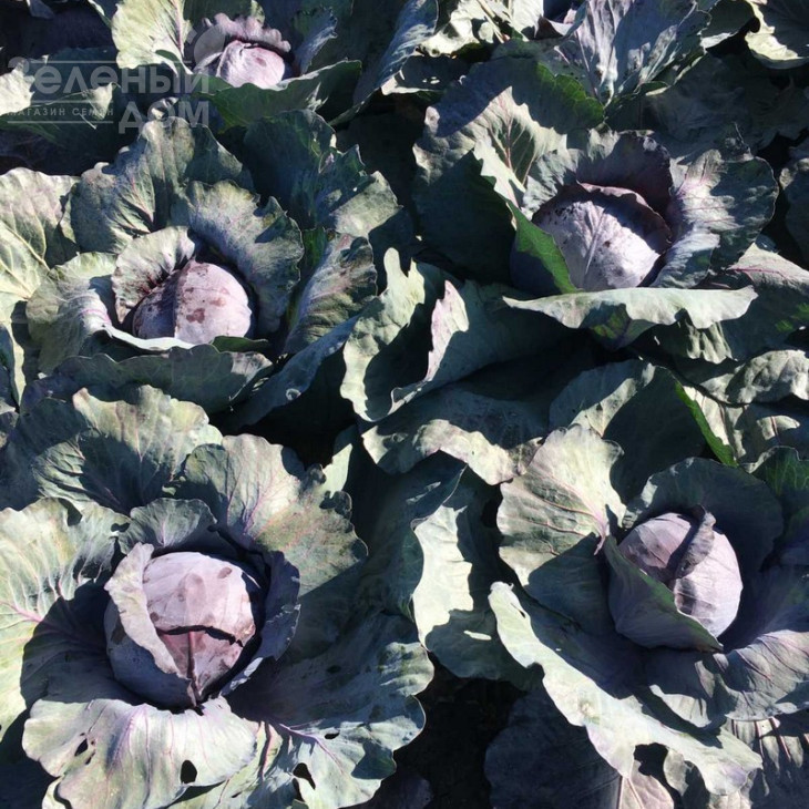 Редгард F1 / Redgard F1,130-135 днів фото 3