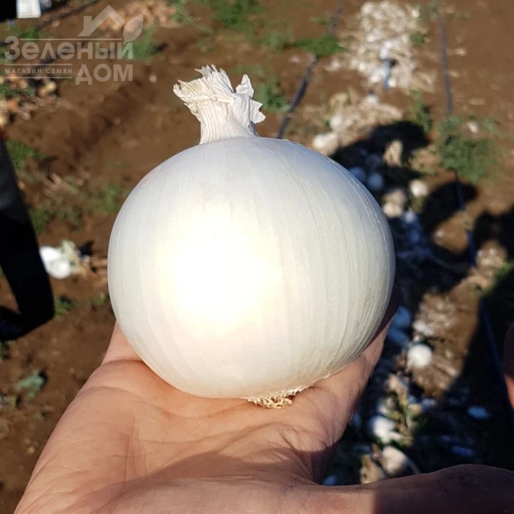 КС 725 F1 / KS 725 F1,115-120 дней фото 1