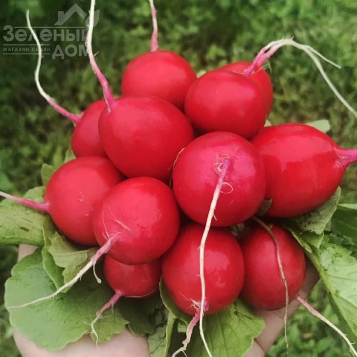 Сарита F1 / Sarita F1 фото 1