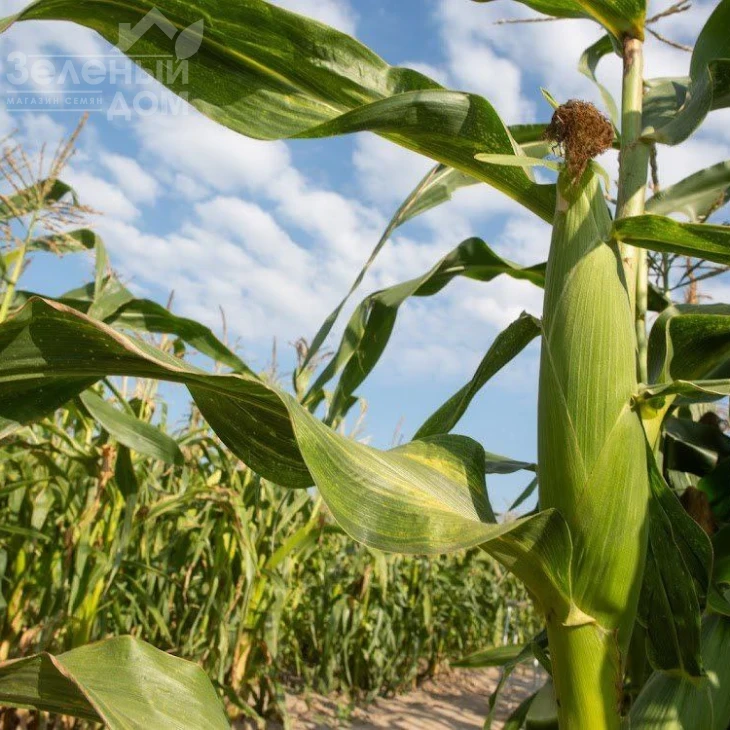 Санрайз F1 / Sanrayz F1, 78-80 дней фото 2