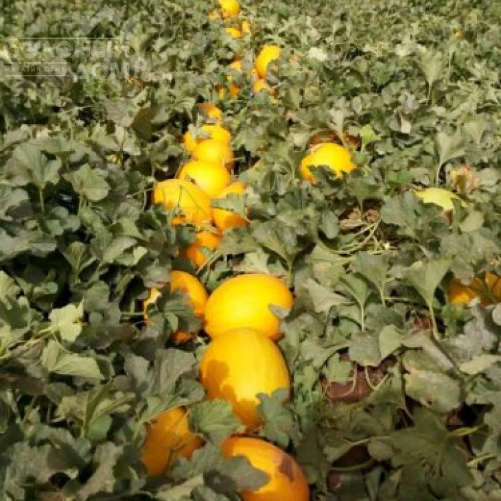 Каррера F1 / Karrera F1, 80-85 дней фото 3