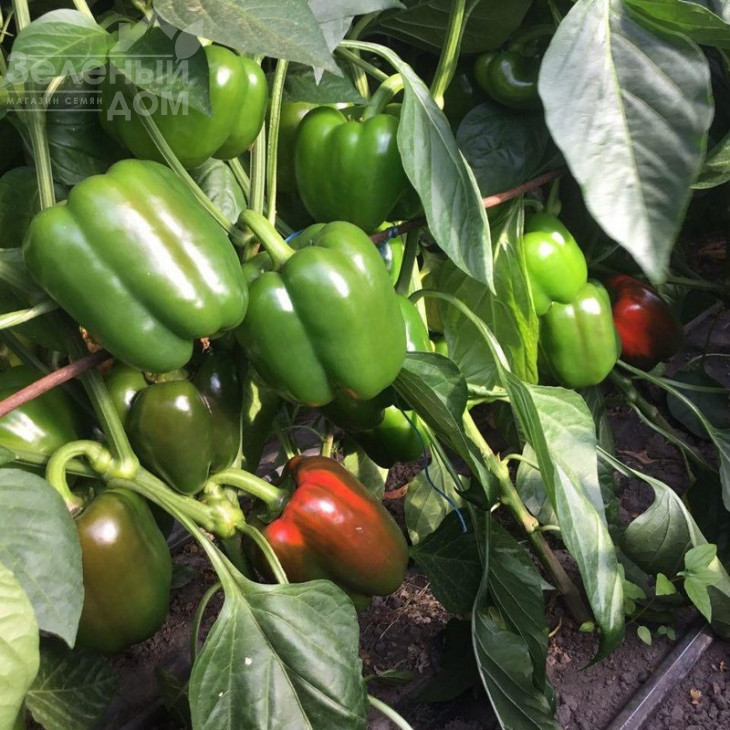 Амарок F1 / Amarok F1,85 днів фото 1