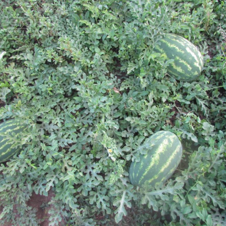 ЛС 1667 F1 / LS 1667 F1,62-65 днів фото 2