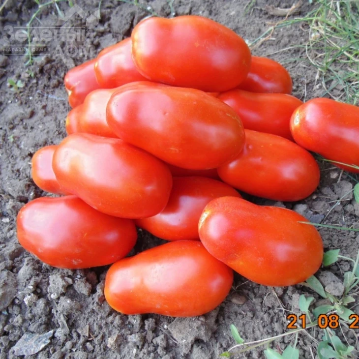 Сан Парадайс F1 / Sun Paradise F1, 110-115 дней фото 5