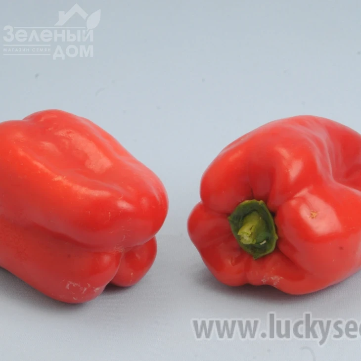 Ньютон F1 / Nuton F1 фото 2