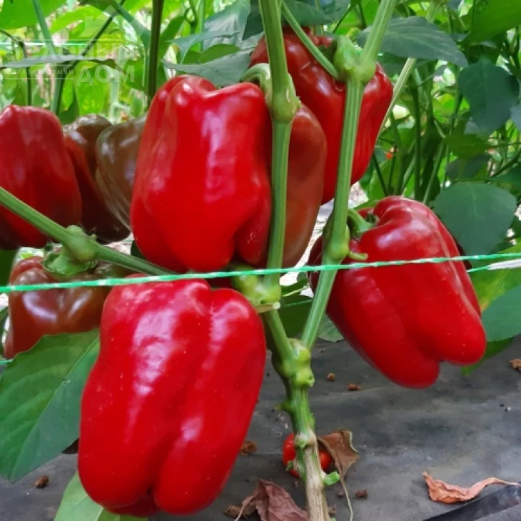 Менчул F1 / Menchul F1, 65-72 дня фото 1