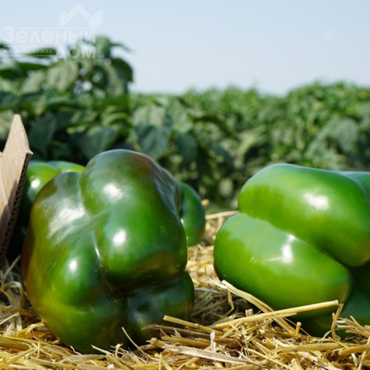 Вангард F1 / Vangard F1,85 днів фото 10