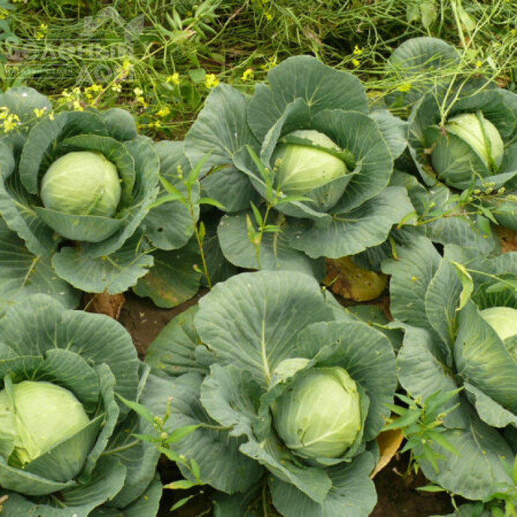 Пасадена F1 / Pasadena F1,50-55 днів фото 6